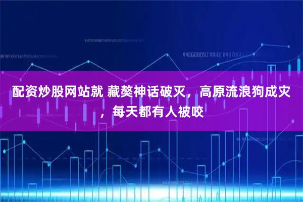 配资炒股网站就 藏獒神话破灭，高原流浪狗成灾，每天都有人被咬