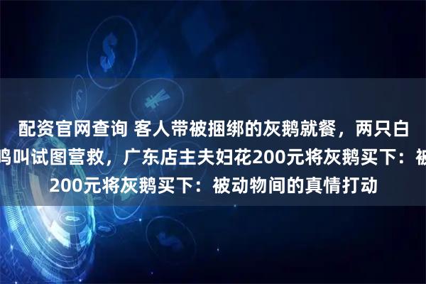 配资官网查询 客人带被捆绑的灰鹅就餐，两只白鹅围着不走，频频鸣叫试图营救，广东店主夫妇花200元将灰鹅买下：被动物间的真情打动